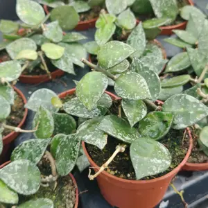 Hoya krohniana 'Splash'