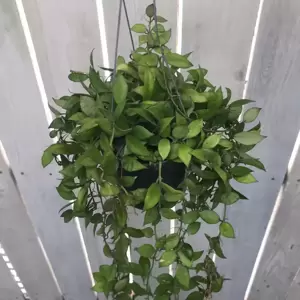 Hoya lacunosa - image 2