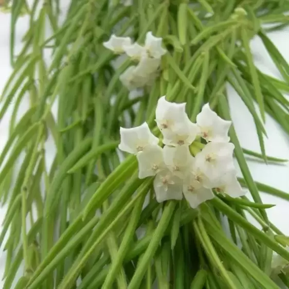 Hoya linearis 14cm Hanging Pot