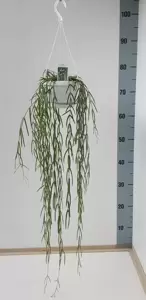 Hoya linearis 12cm Hanging Pot - image 3