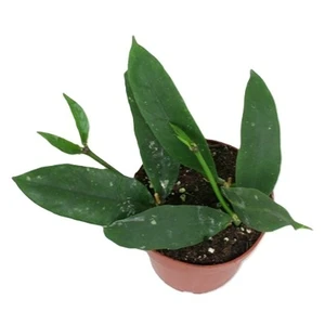 Hoya lobbii 'Red'