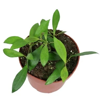 Hoya 'Noona' - Cowell's Garden Centre | Woolsington