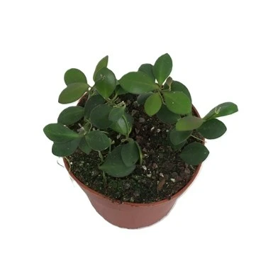 Hoya panchoi
