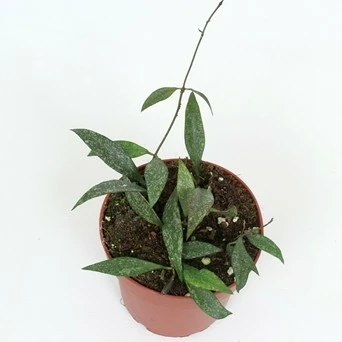 Hoya parviflora 12cm