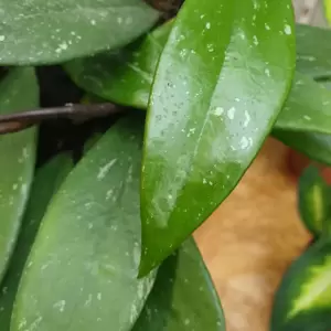 Hoya carnosa 'Publicalix' 12cm - image 2