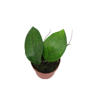 Hoya 'Puom Siam Ruby'