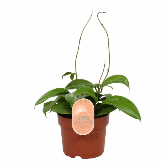 Hoya quinquenervia - image 2