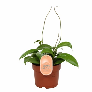 Hoya quinquenervia - image 2