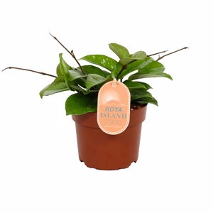 Hoya rangsan - image 1