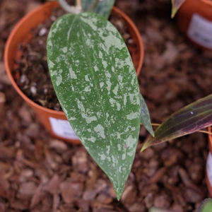Hoya rangsan - image 2