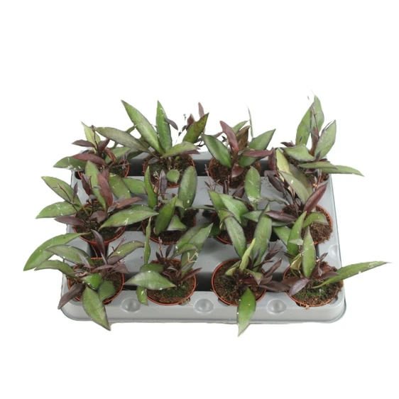 Hoya rosita 'Red Maroon'