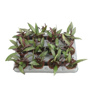 Hoya rosita 'Red Maroon'