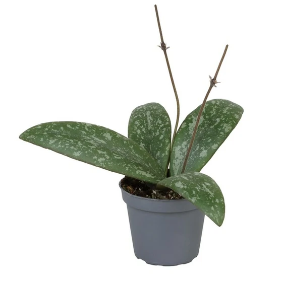Hoya sigillatis 6cm