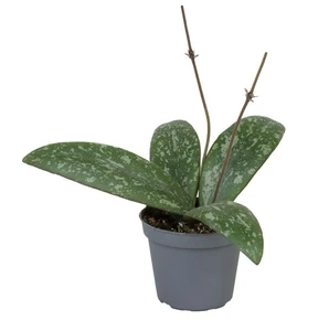 Hoya sigillatis 6cm