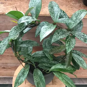 Hoya 'Silver Spot' 17cm Hoop - image 3