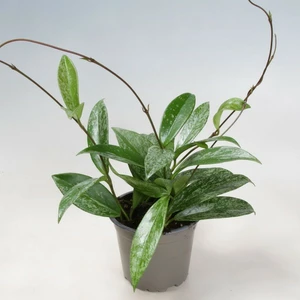 Hoya 'Silver Spot' 12cm - image 3