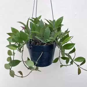 Hoya sipitangensis - image 2