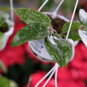Hoya sp. Lai Chau