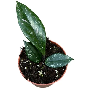 Hoya carnosa ‘Stardust'