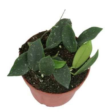 Hoya thomsonii