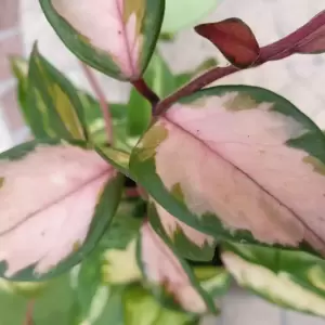 Hoya carnosa 'Tricolor' 5cm
