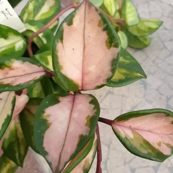 Hoya carnosa 'Tricolor' 12cm - image 2