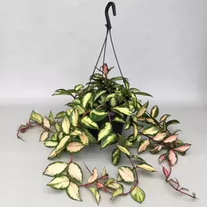 Hoya carnosa 'Tricolor' 19cm