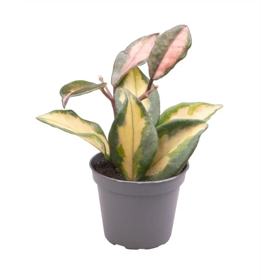 Hoya carnosa 'Tricolor' 5cm - image 3