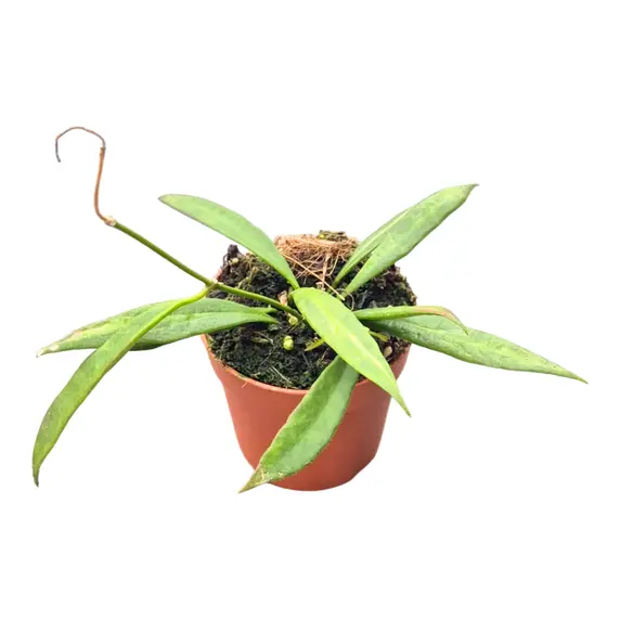 Hoya tsangii 'Albomarginata' - image 1
