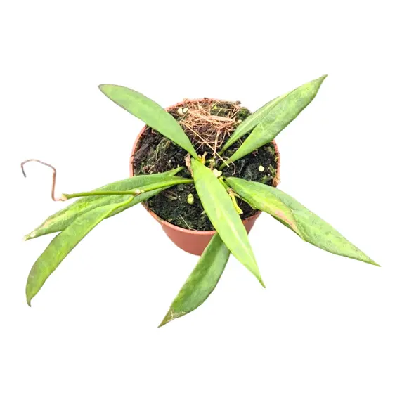 Hoya tsangii 'Albomarginata' - image 2