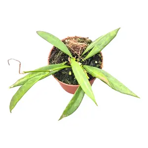 Hoya tsangii 'Albomarginata' - image 2