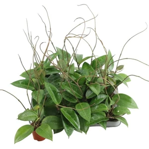 Hoya verticillata 'Hijau'