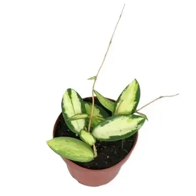 Hoya verticillata (Inner Variegated) 12cm