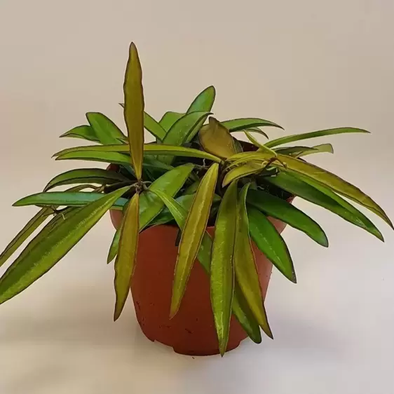 Hoya wayetii 12cm - image 1