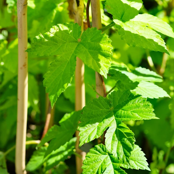 Humulus lupulus 'Aureus'