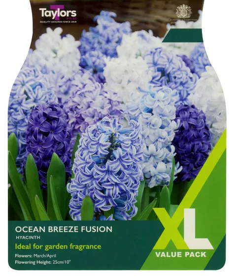 Hyacinth Ocean Breeze Fusion