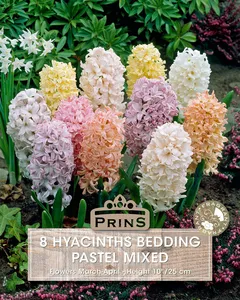 Hyacinth Pastel Mix
