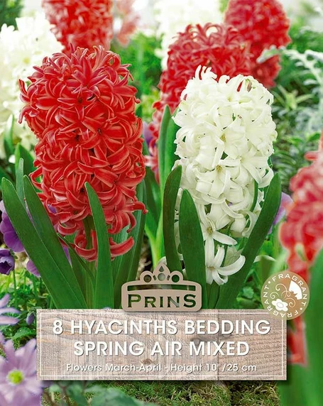 Hyacinth Spring Air Mix