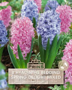 Hyacinth Spring Delight Mix