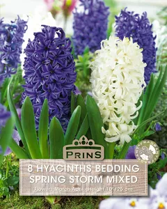 Hyacinth Spring Storm Mix