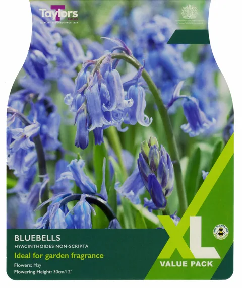 Hyacinthoides Non-Scripta
