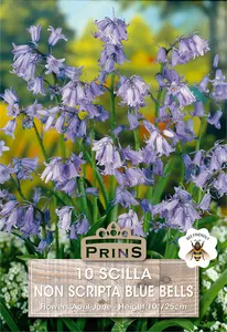 Hyacinthoides non-scripta Blue Bells