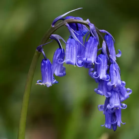 Hyacinthoides non-scripta (English Bluebell) 11cm