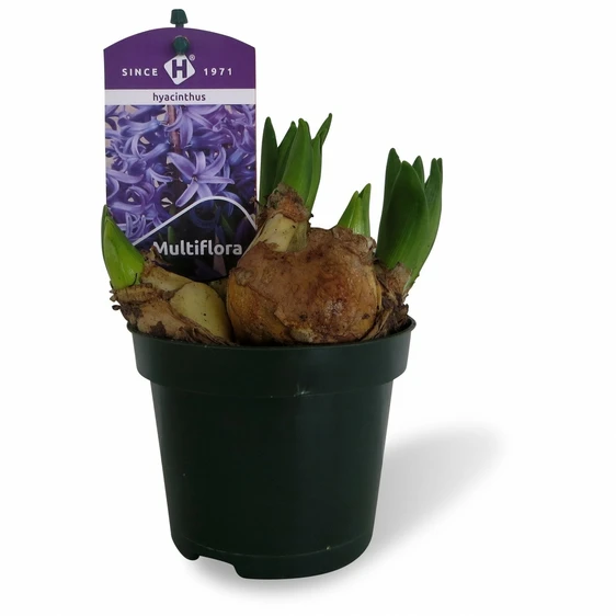 Hyacinthus orientalis multiflora 'Blue Pearl'