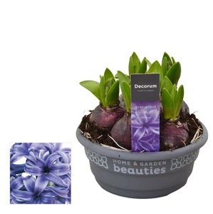 Hyacinthus orientalis 'Blue Pearl' 16cm - image 2