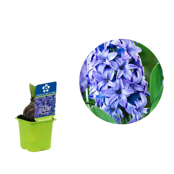 Hyacinthus orientalis 'Blue Pearl'
