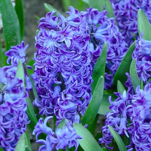 Hyacinthus orientalis 'Blue Pearl' 16cm - image 1
