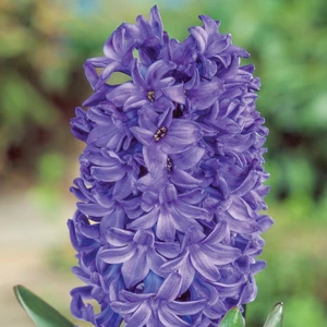 Hyacinthus orientalis 'Blue Star' - image 1