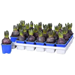 Hyacinthus orientalis 'Blue Star' - image 2