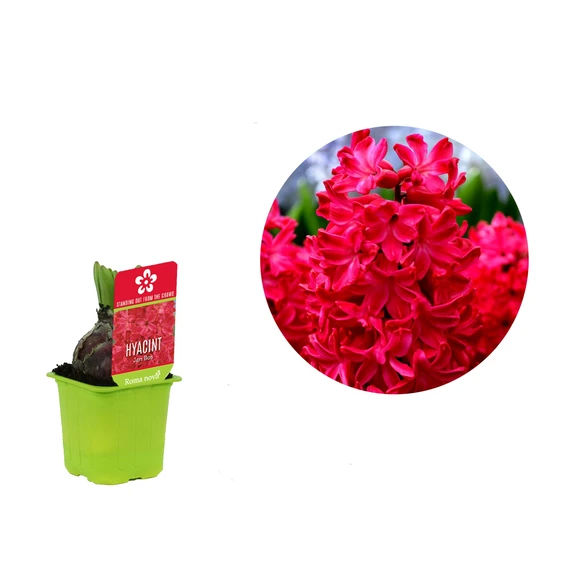 Hyacinthus orientalis 'Jan Bos'